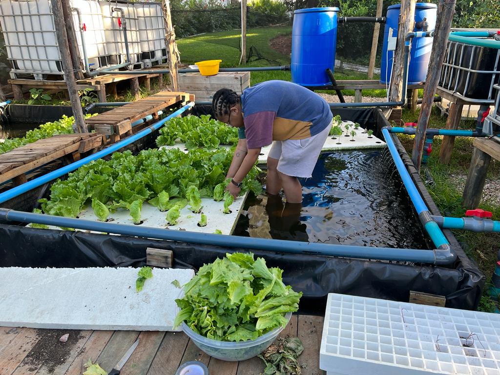 Person working with lettuce in an aquaponics system